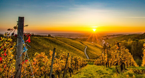 Weinberge Weinreben Weintrauben im Schwarzwald nähe Offenburg Ortenaukreis